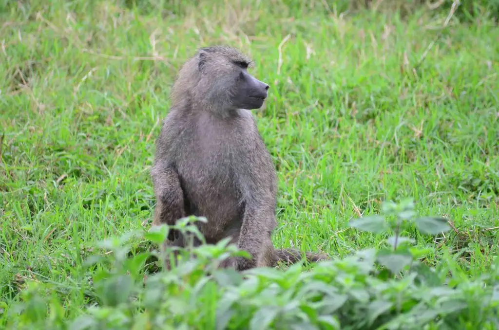 Ruaha National Parks