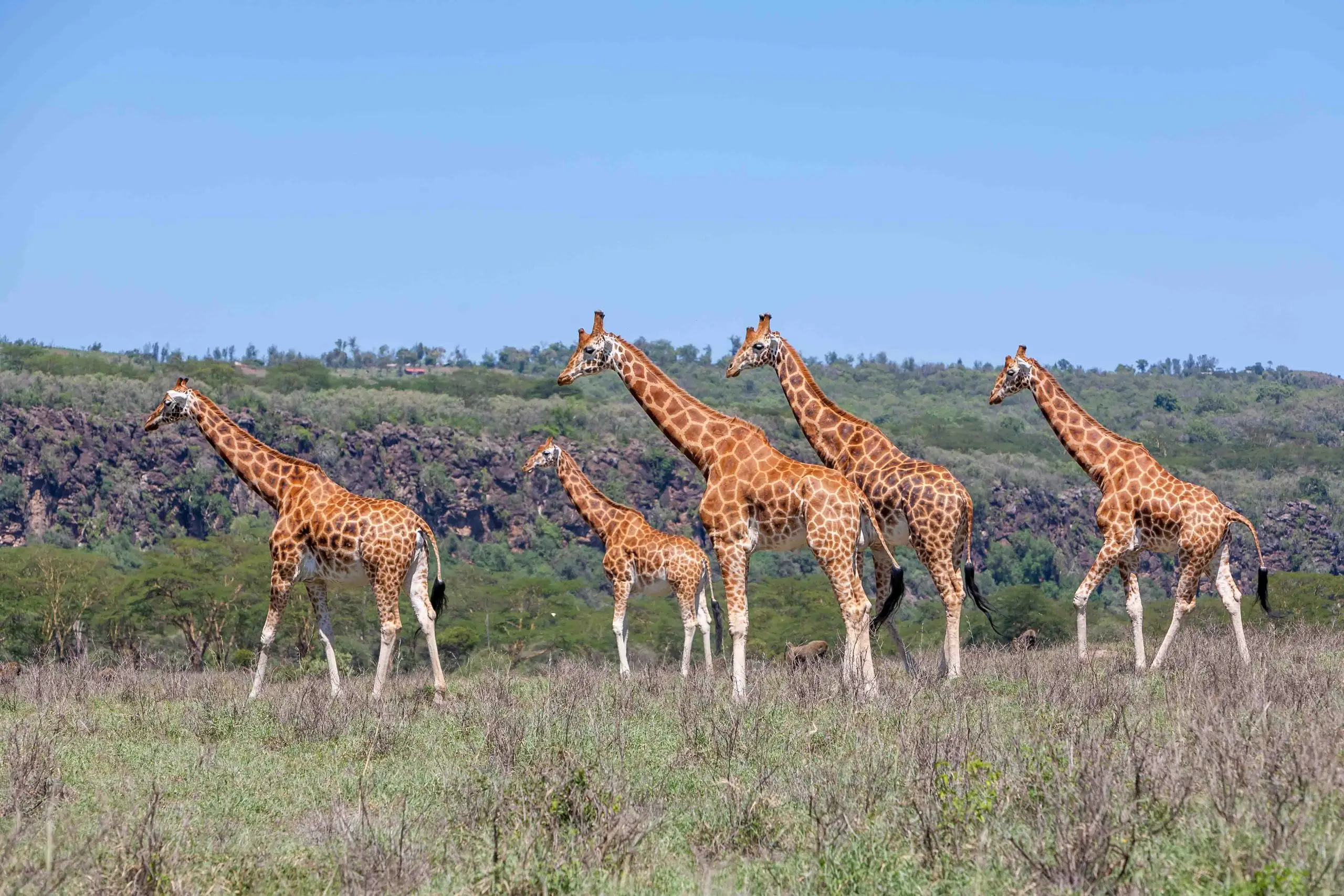 Lake Manyara, Serengeti, Ngorongoro Crater