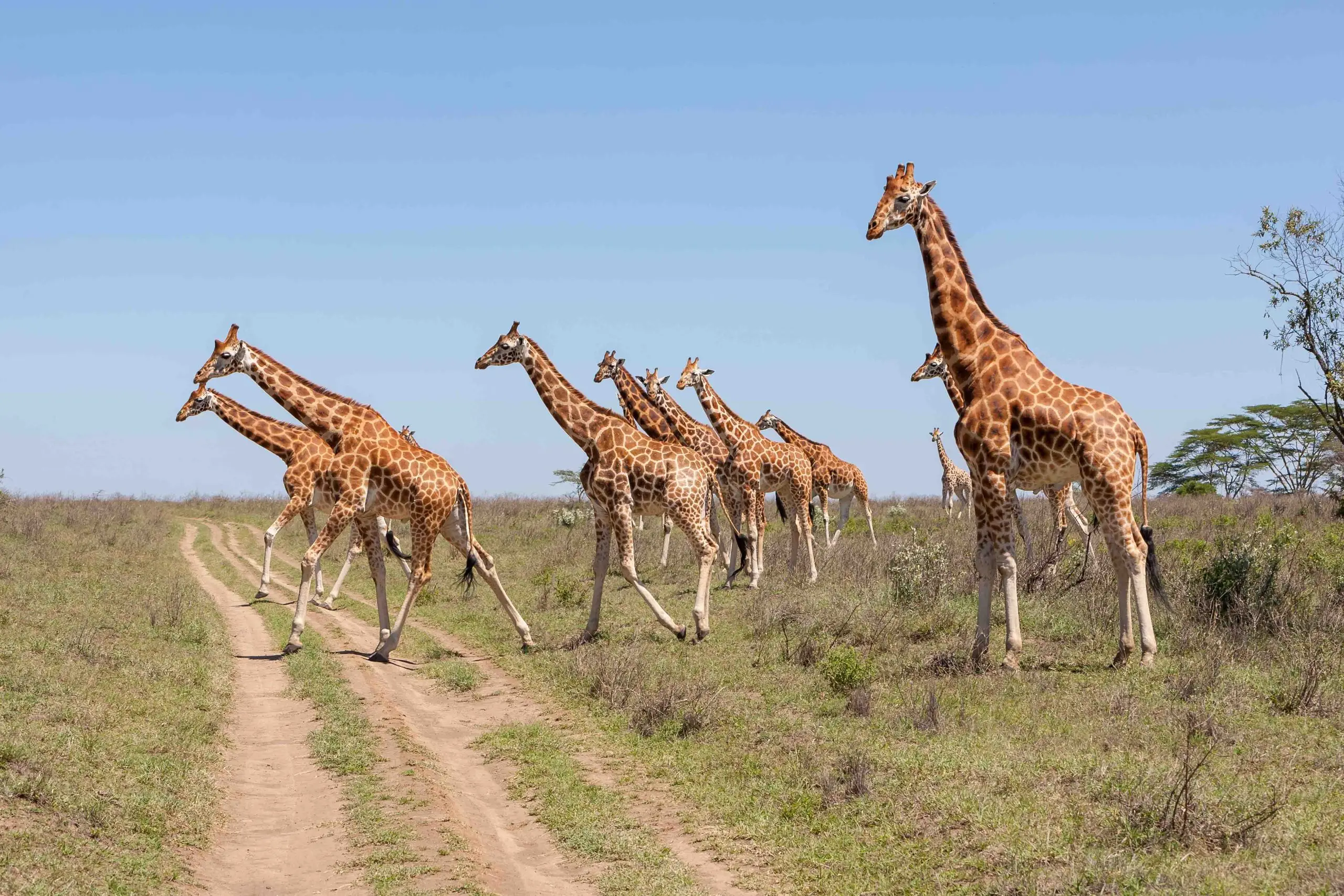 Wild giraffes