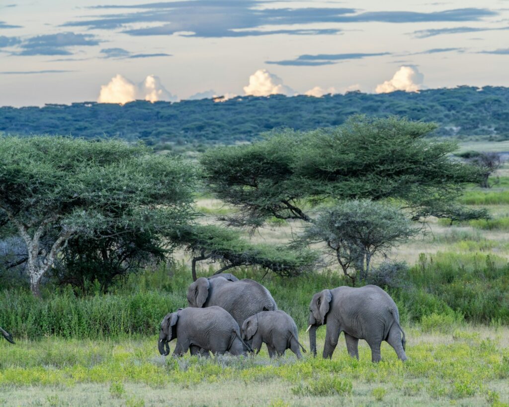 a herd of elephants walking across a lush green field