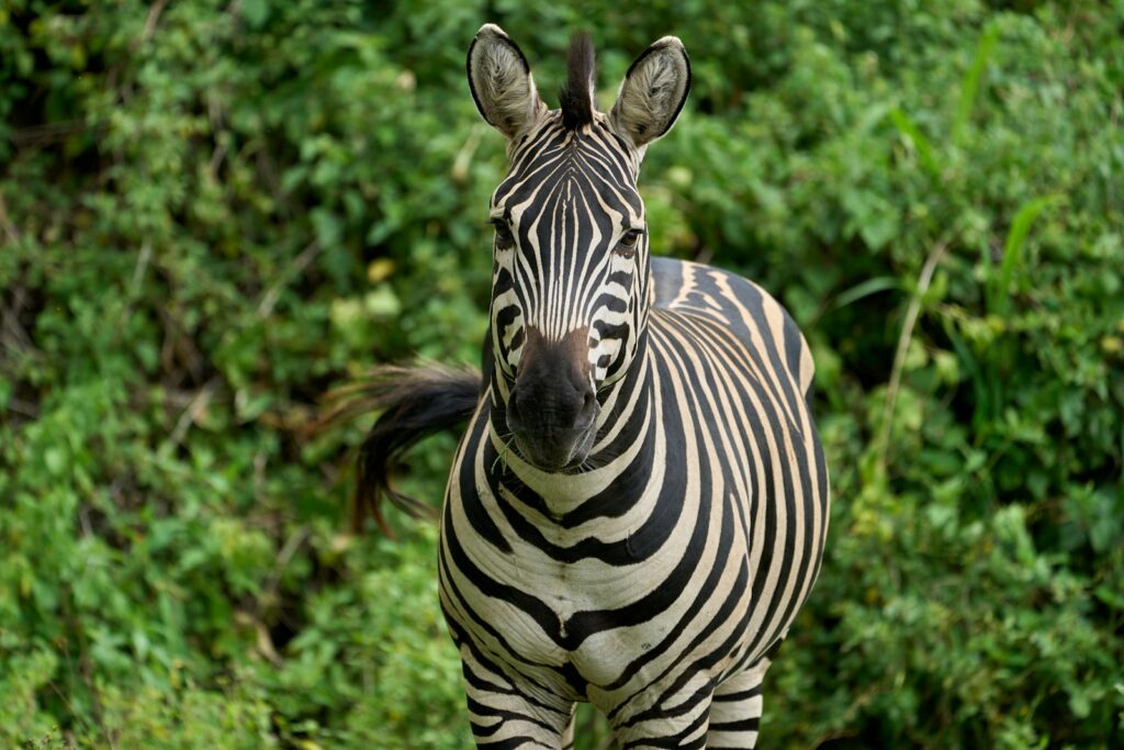 zebra standing on green grass during daytime