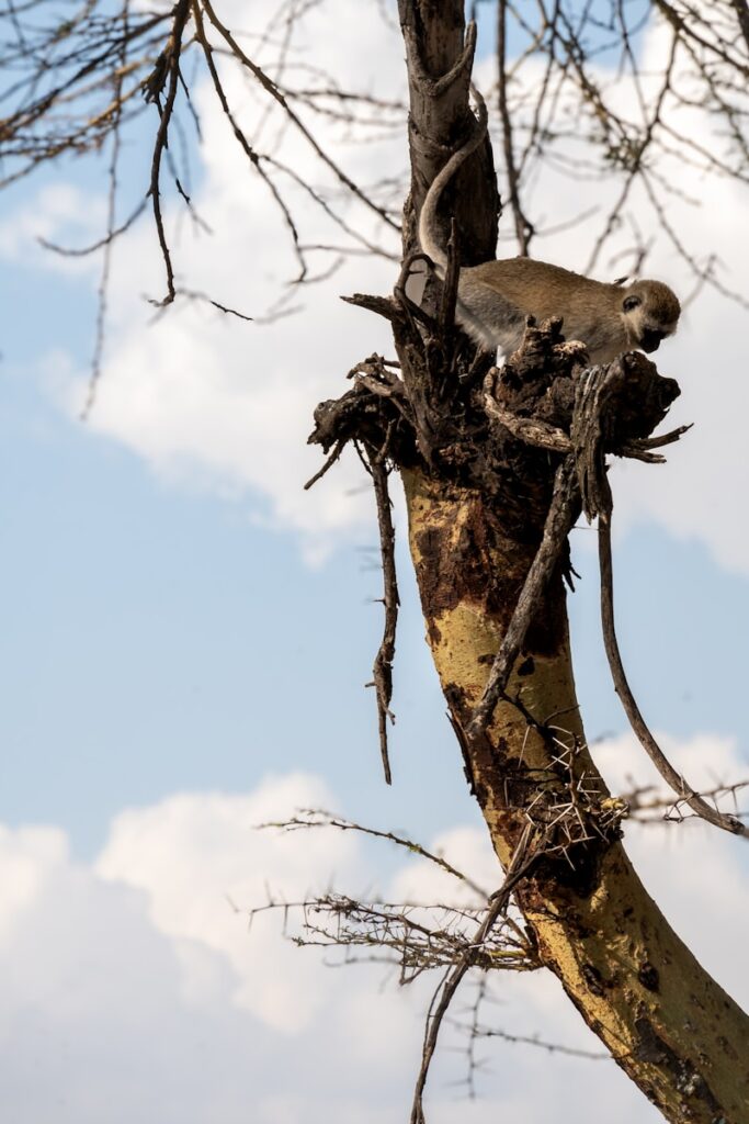 A bird sitting on top of a tree branch