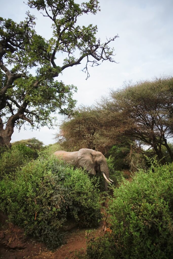 brown elephant on green grass field during daytime