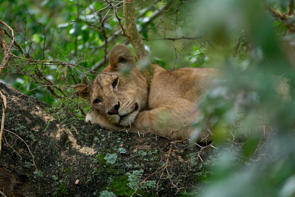 brown lioness lying on brown rock during daytime